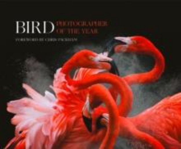 Picture of Bird Photographer of the Year